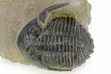 Detailed Hollardops Trilobite - Foum Zguid, Morocco #363169-3